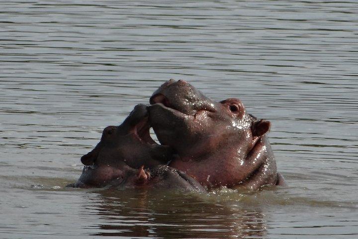 Mini Safari e experiência de aldeia cultural Zulu - Excursão de 1 dia