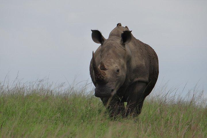 Mini Safari e experiência de aldeia cultural Zulu - Excursão de 1 dia
