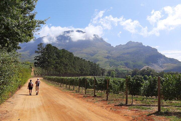 Paseo por los viñedos de Stellenbosch y degustación de vinos