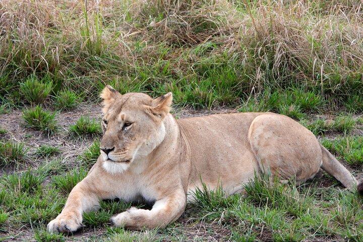 3 Tage Camping im Masai Mara Wildreservat