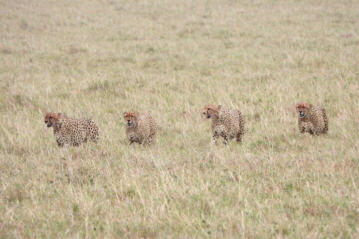3 Tage Camping im Masai Mara Wildreservat