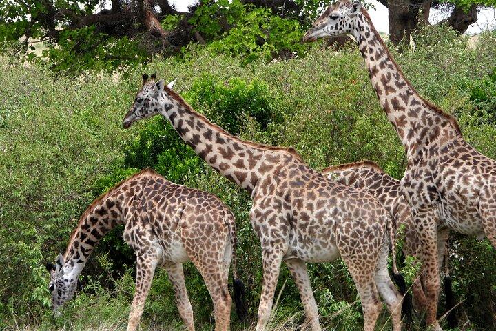 3 Tage Camping im Masai Mara Wildreservat