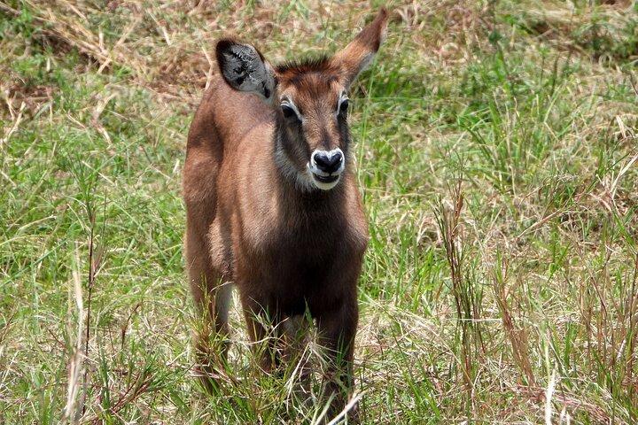 7 Days Kenya Scenic Safari