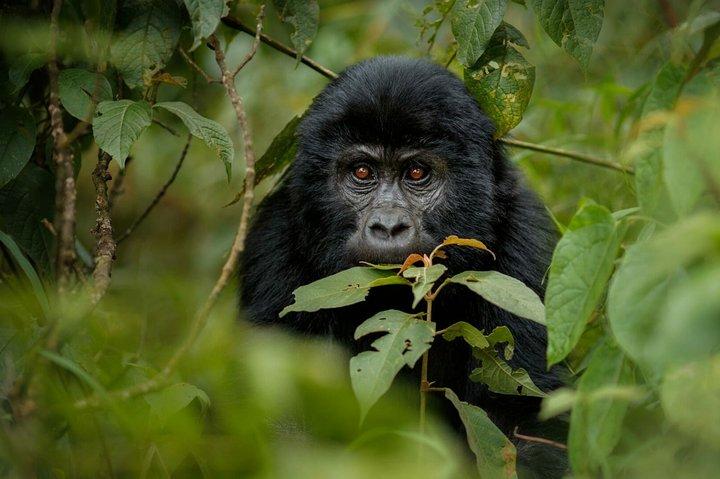 Excursão privada de safári privado de 11 dias em Uganda e Ruanda