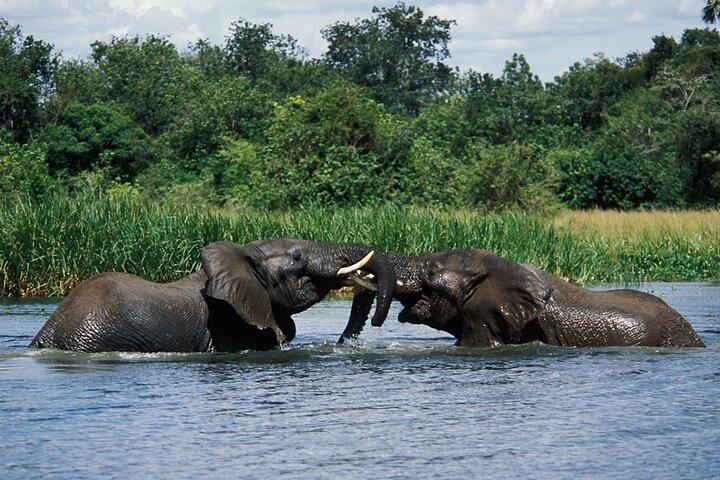 Private 7 Tage Murchison Falls, Semliki & Kibale Forest