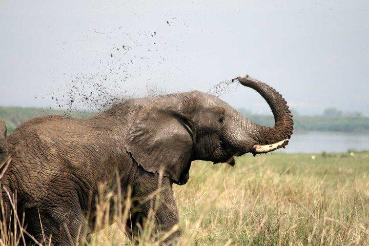 3 dagars privat safaritur i Queen Elizabeth National Park i Uganda