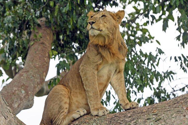 3 dagars privat safaritur i Queen Elizabeth National Park i Uganda