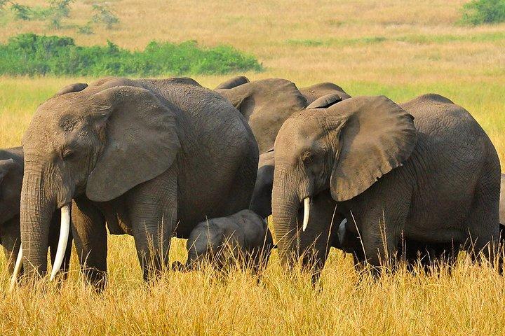 3 dagars privat safaritur i Queen Elizabeth National Park i Uganda