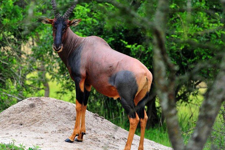 3 dagars privat safaritur i Queen Elizabeth National Park i Uganda
