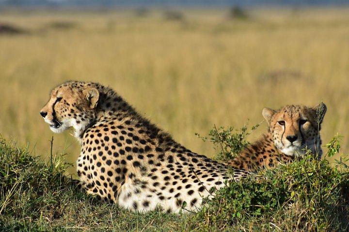 Safari privado en camping económico de 3 días y 2 noches en Tanzania