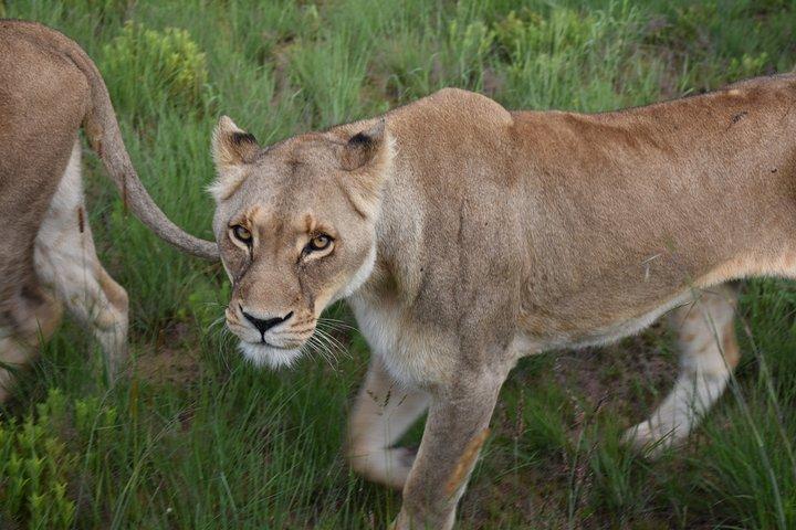 Safari privado en camping económico de 3 días y 2 noches en Tanzania