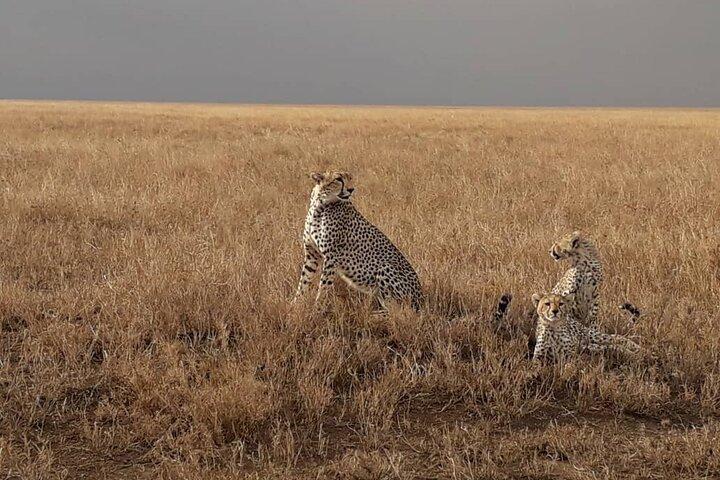 サファリ、タランギレ/セレンゲティ/ンゴロンゴロクレーターに参加する5日間のタンザニアグループ