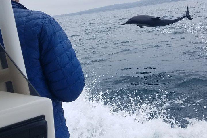 ニューポートビーチでのプライベートイルカとホエールウォッチングツアー