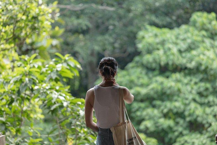 Privat tur: Bali bedste vandfald, templer og abeskov
