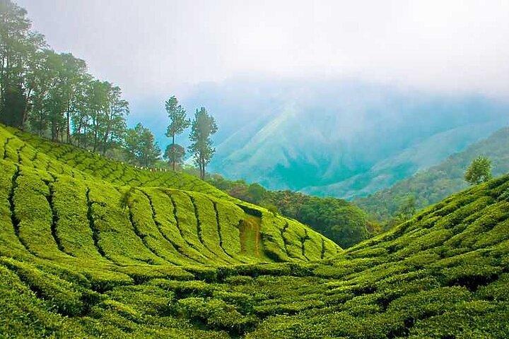 Tour di 7 notti in Kerala a Kochi, Munnar, Periyar, Allepey e Kovalam
