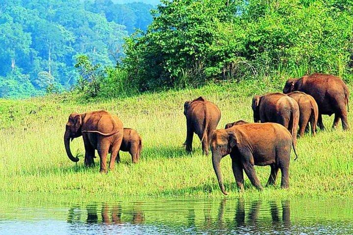Tour di 7 notti in Kerala a Kochi, Munnar, Periyar, Allepey e Kovalam