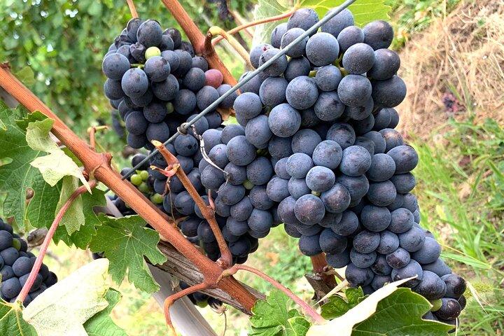Dégustation dans un vignoble toscan avec transfert de Lucca