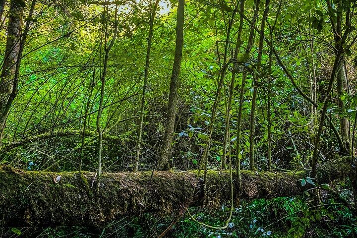 Heldagsudflugt til Bromeliad Forest fra Oaxaca