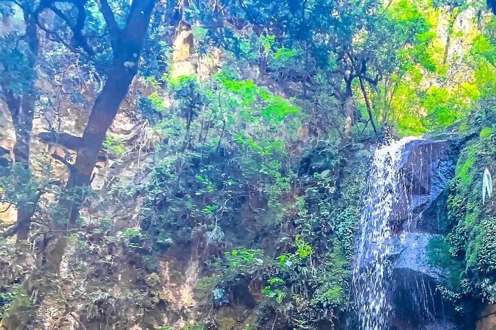 Heldagsudflugt til Bromeliad Forest fra Oaxaca