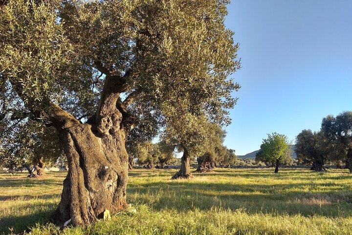 Full-dag Salento vin og mad tur