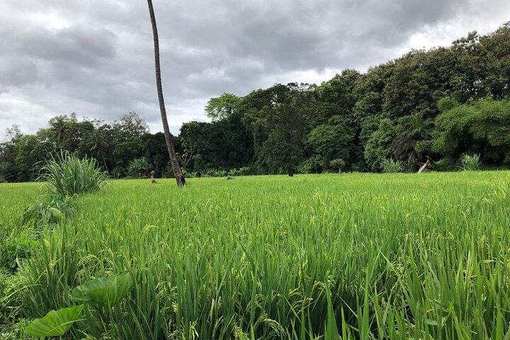 Boek een dagwandeling in het Rau Forest Reserve, vlakbij de stad Moshi in Tanzania