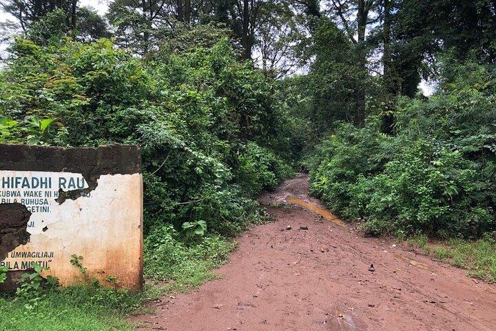Boek een dagwandeling in het Rau Forest Reserve, vlakbij de stad Moshi in Tanzania