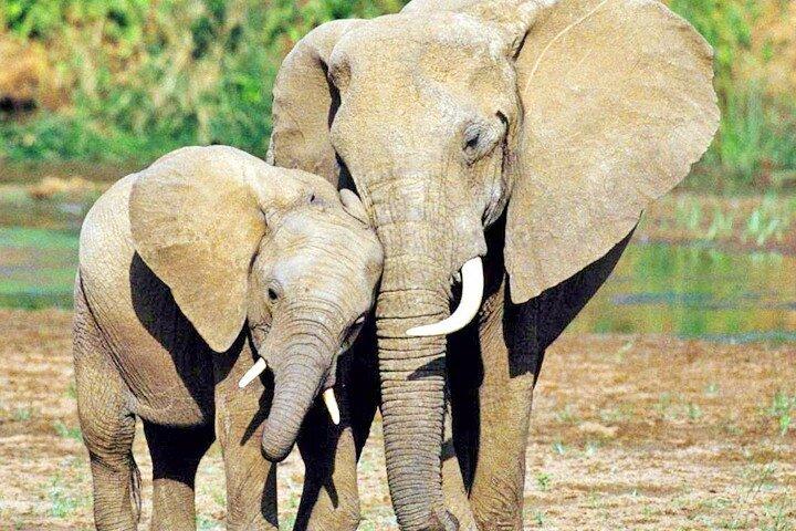 サファリ日帰り旅行 |最後の 2 頭のキタ シロサイオル ペジェタ コンサーバンシー