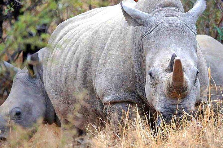 Safari Day Trip | Gli ultimi due rinoceronti bianchi del nord | Conservazione di Ol Pejeta