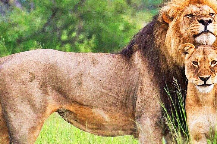 サファリ日帰り旅行 |最後の 2 頭のキタ シロサイオル ペジェタ コンサーバンシー