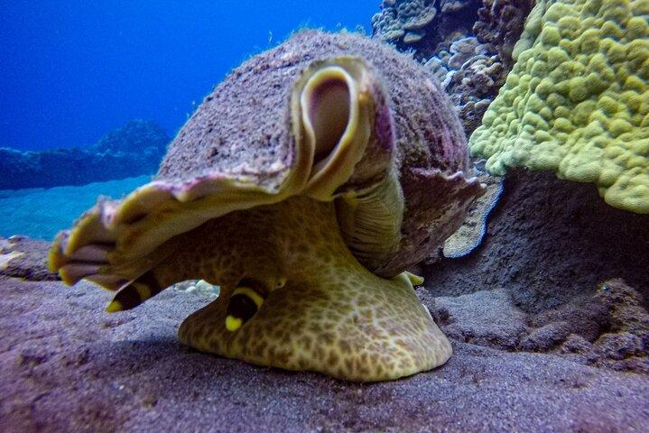 South Maui Shore Dive