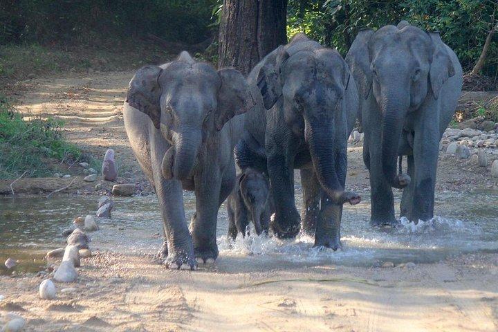 ゴアからアンシ国立公園（カリタイガー保護区）への日帰り旅行