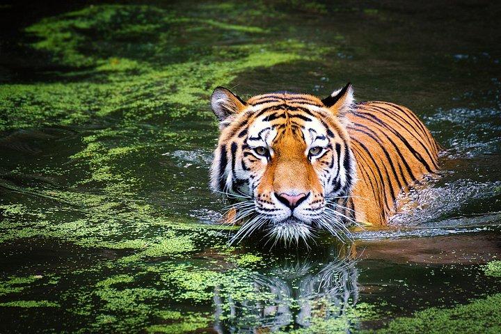 ゴアからアンシ国立公園（カリタイガー保護区）への日帰り旅行