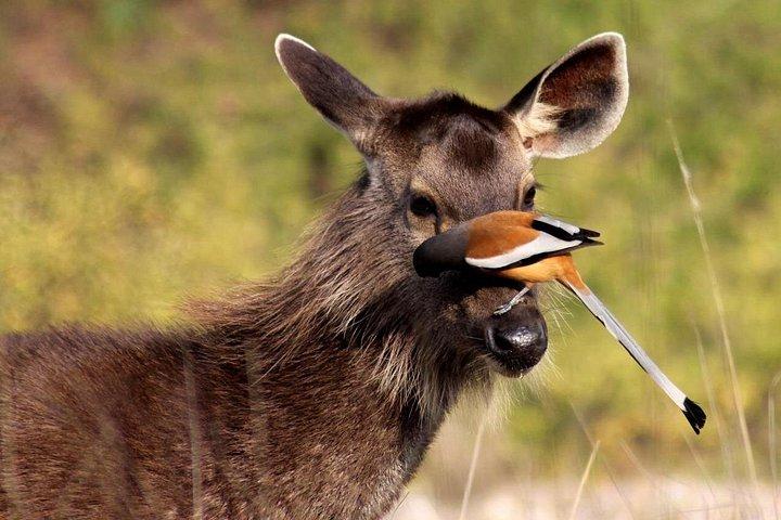 ゴアからアンシ国立公園（カリタイガー保護区）への日帰り旅行