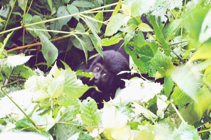 4-daagse Gorilla en Chimps treksafari