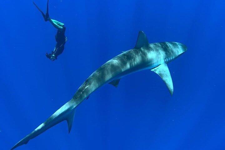 Pelagic Shark Dive Tour