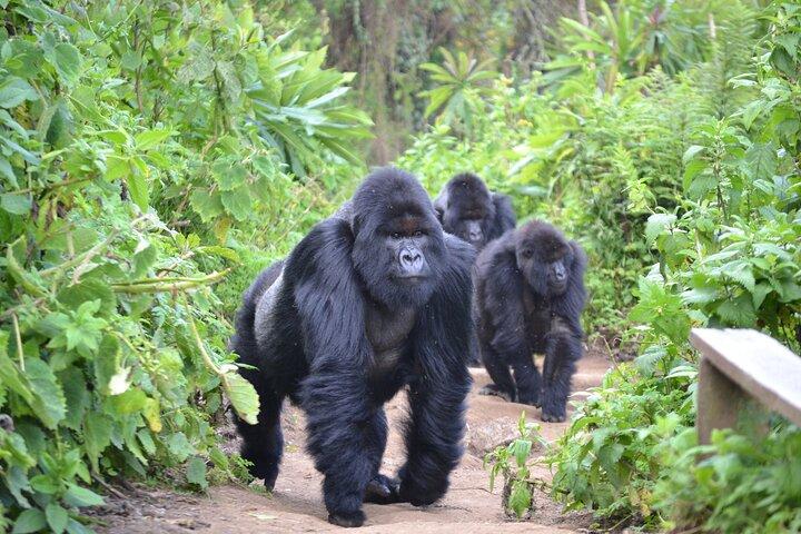 Esperienza e tour di Gorilla Trekking di 4 giorni in Ruanda
