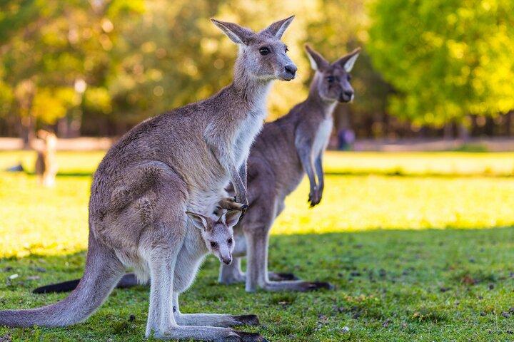 Private Three Day Great Ocean Road Tour