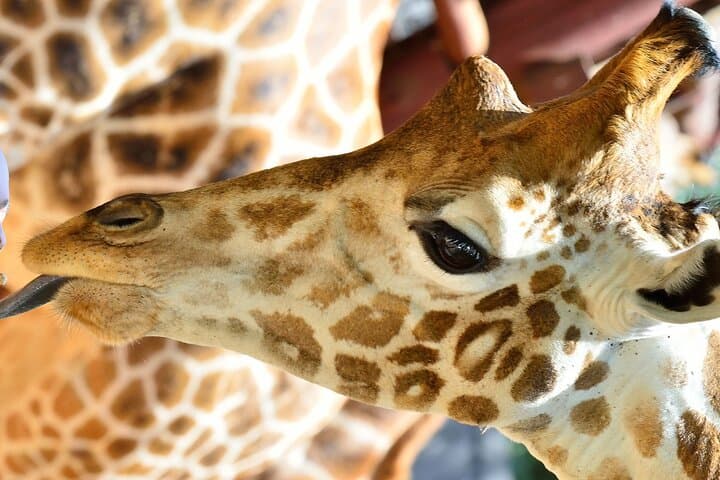 Early Nairobi Park Giraffe Centre and Optional Elephant Orphanage