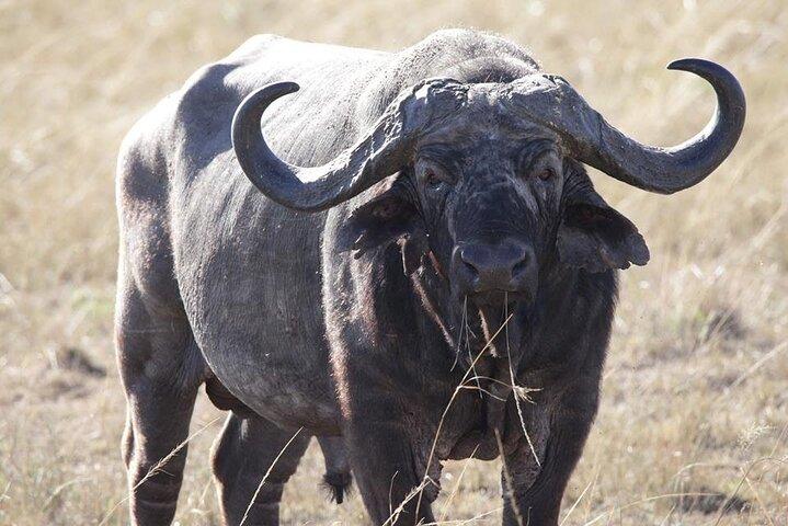 Safari de luxe Amboseli de 2 jours