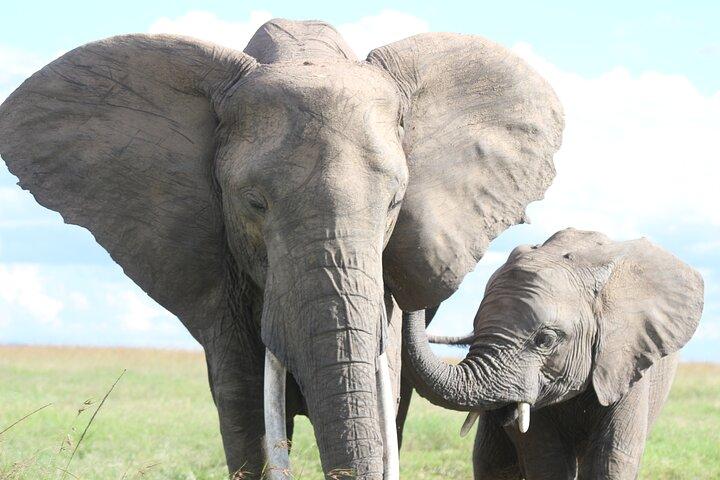 3日間のSweetwaters：ナイロビからのOl Pejeta Conservancy Safari