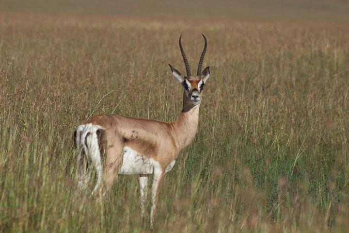 3日間のSweetwaters：ナイロビからのOl Pejeta Conservancy Safari