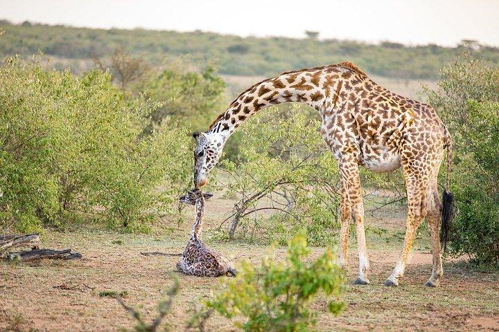 7日間のマサイマラ湖ナクルサンブルとオルペジェタケニアサファリ