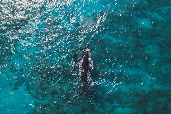 Culebra snorkling med motorbåd og strandtur alt inklusive