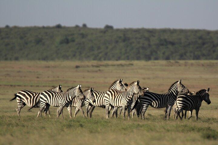 Excursión privada de 4 días a Masai Mara Luxury Kenya Safari