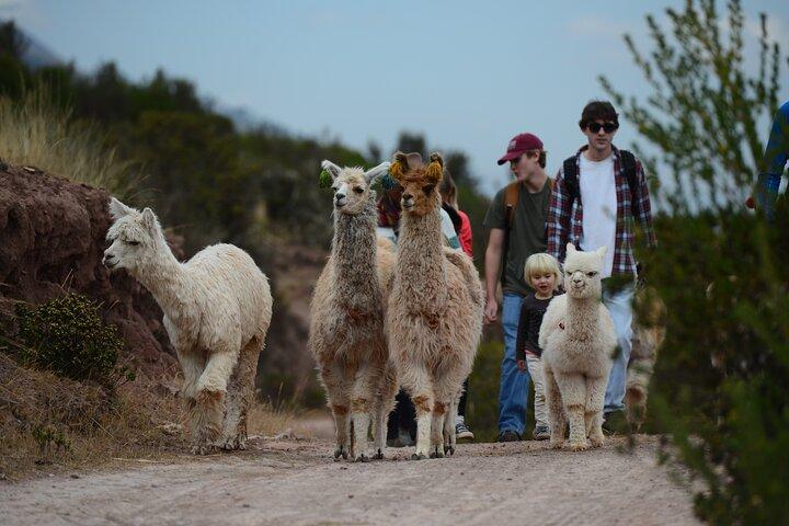 Trekking con lama e alpaca nella Valle Sacra da Cusco