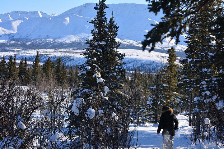 10 Hours Denali Winter Drive in Alaska