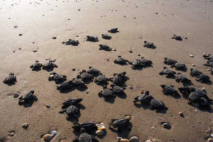 Unique Turtle Sanctuary & Sunset Experience