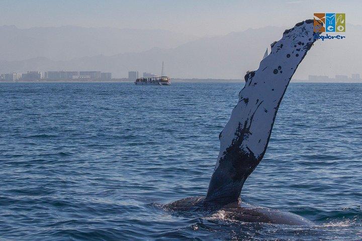 Private Whale watching Puerto Vallarta