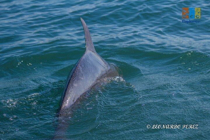 Private Whale watching Puerto Vallarta