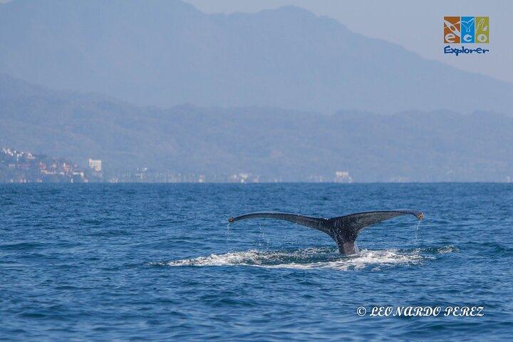 Private Whale watching Puerto Vallarta